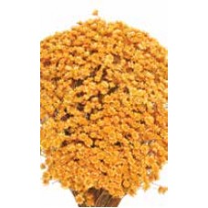 STAR FLOWERS Gold 12" (BULK)